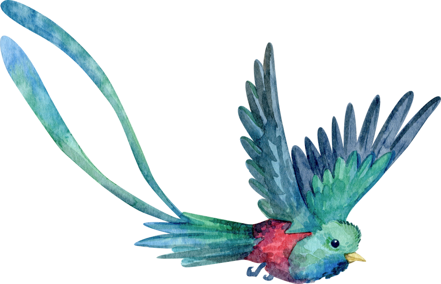 Watercolor illustration. Bird Quetzal
